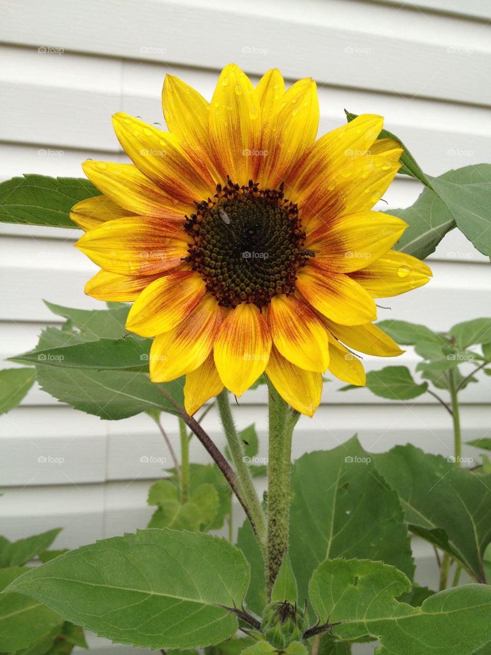 Single sunflower 