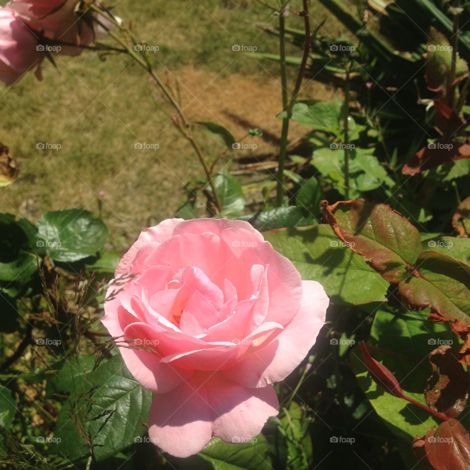 Pink rose opening in an unusually warm, sunny Northern Ireland garden 