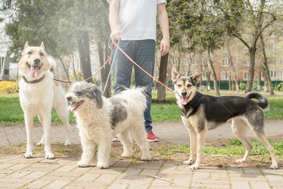 man walking three dogs outdoors