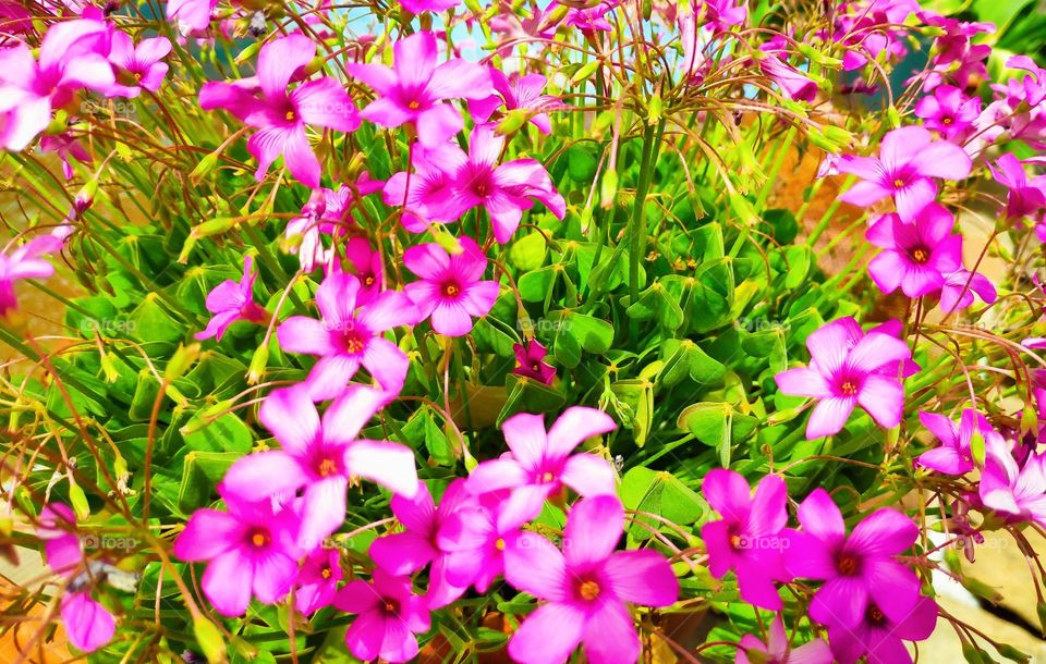 Pink flowers