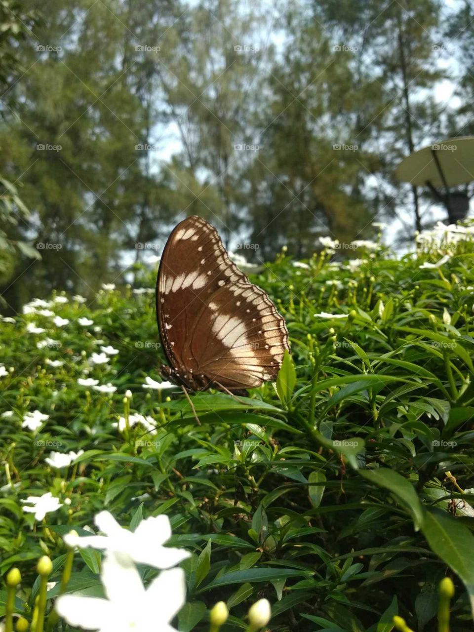 green leaves in sleeping butterfly
