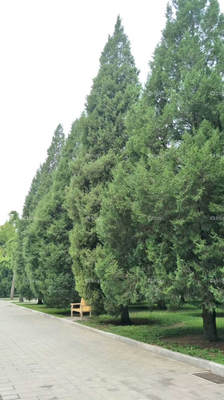 summer trees