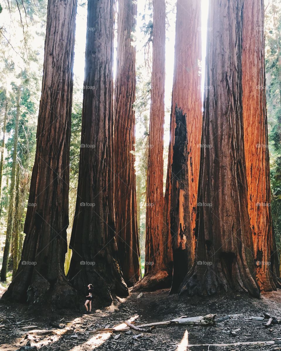 Giant Redwoods in Sequoia National Park