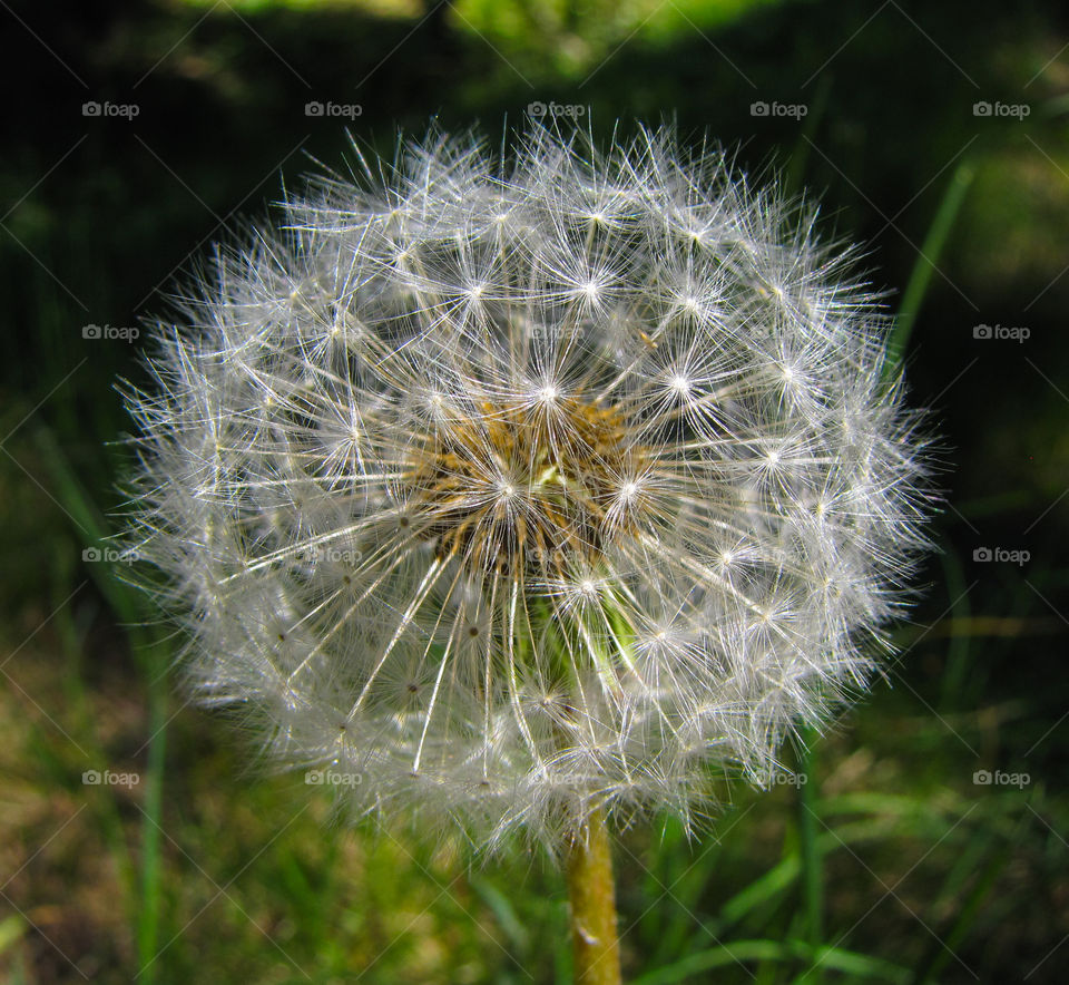 withered dandelion closeup against a green background