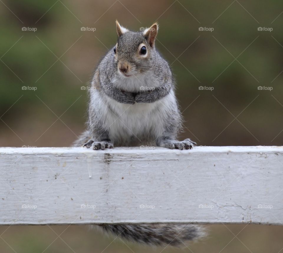 Gray Squirrel watching me watching him 