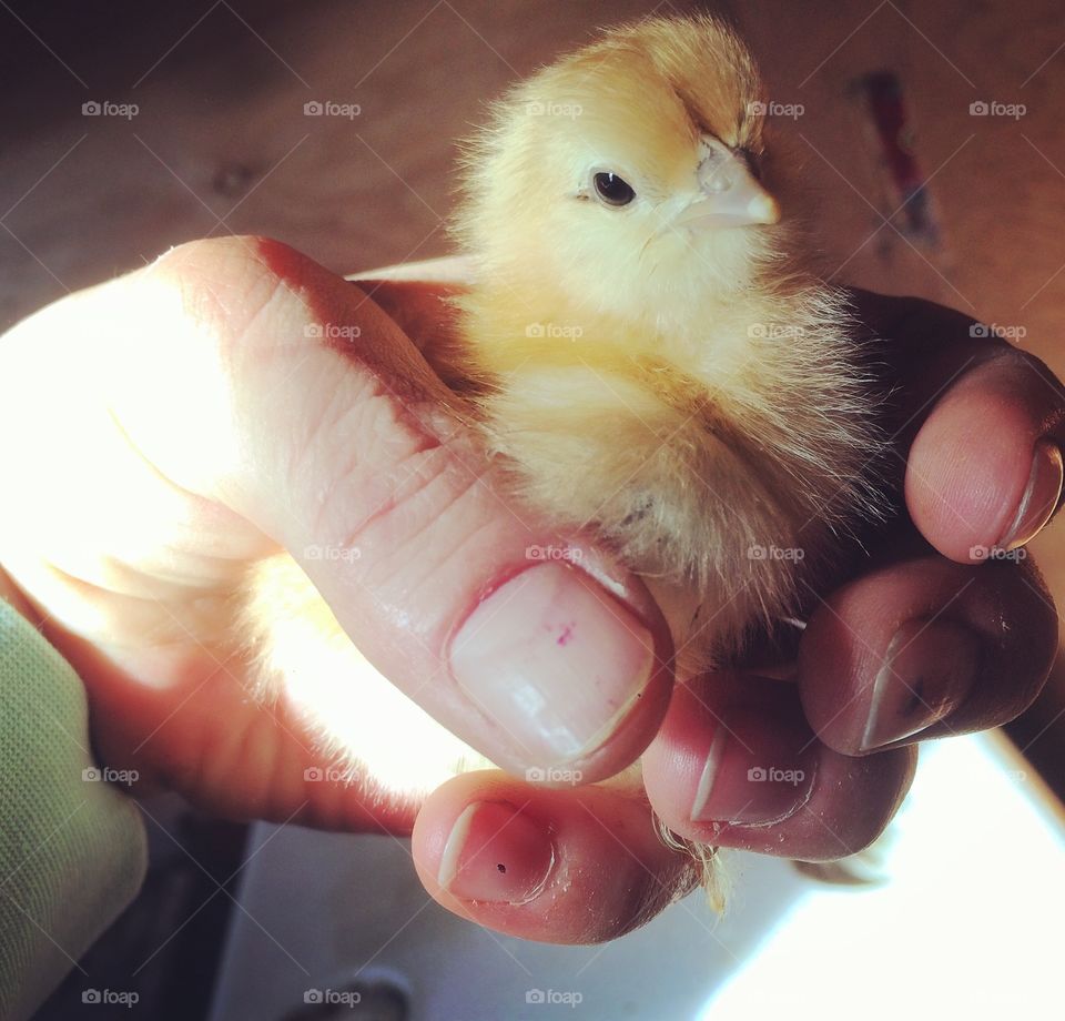 A Bird In The Hand 