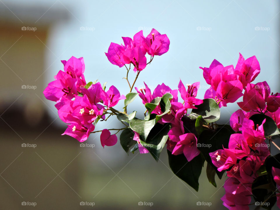 Bougainvillea