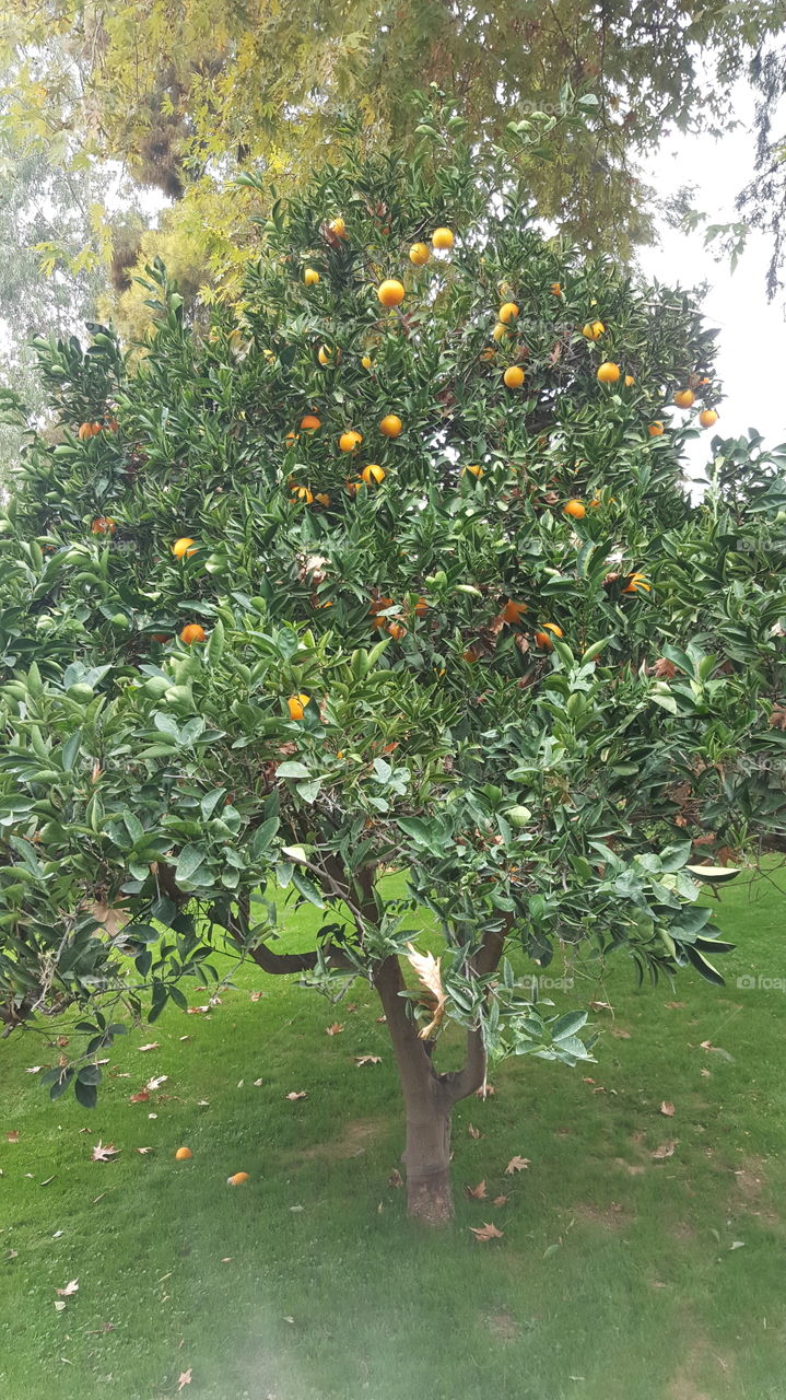 fruitful orange tree