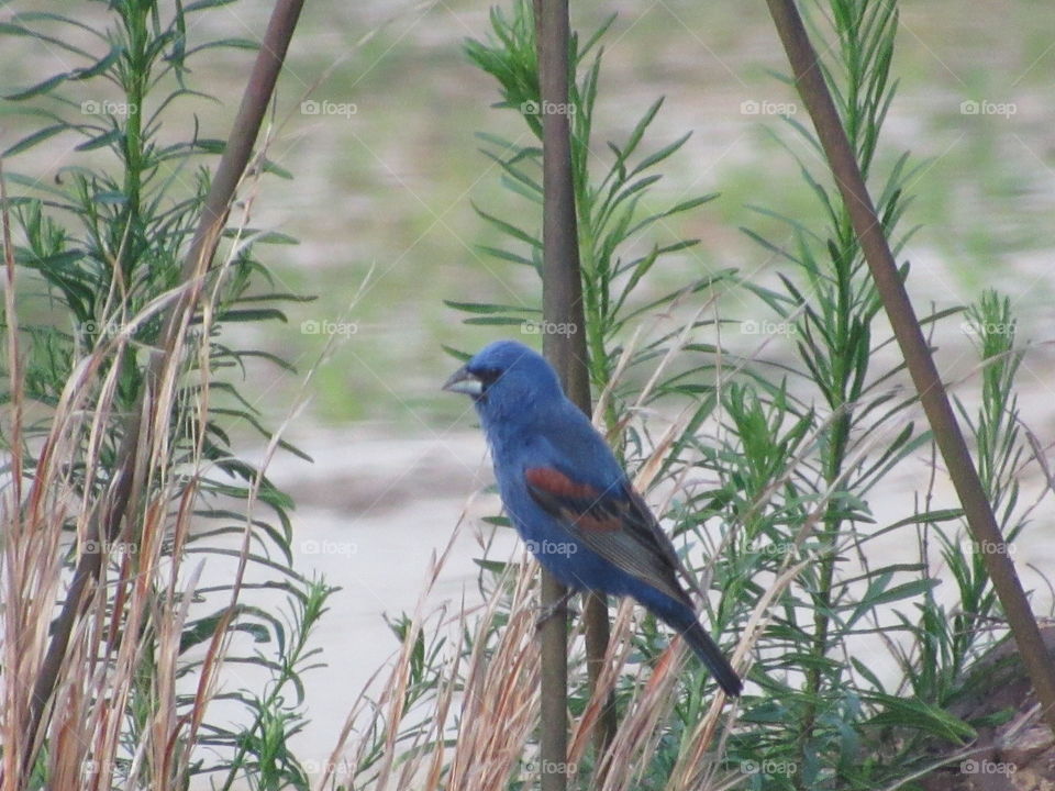 Bird, Nature, No Person, Wildlife, Outdoors