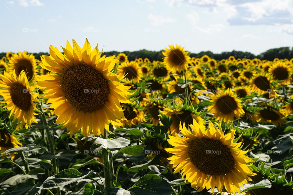 Sunflowers field against sky