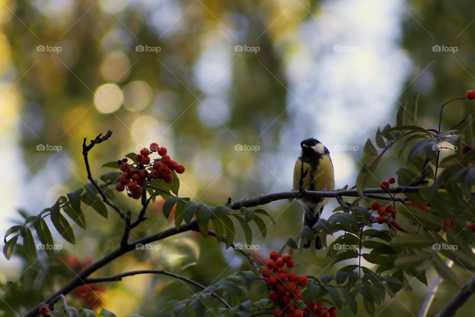 Tit on the branches of rowan