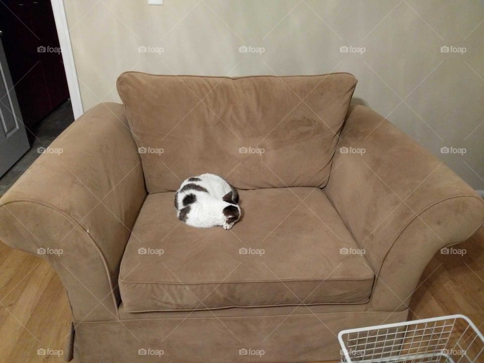 Big chair, small kitty
