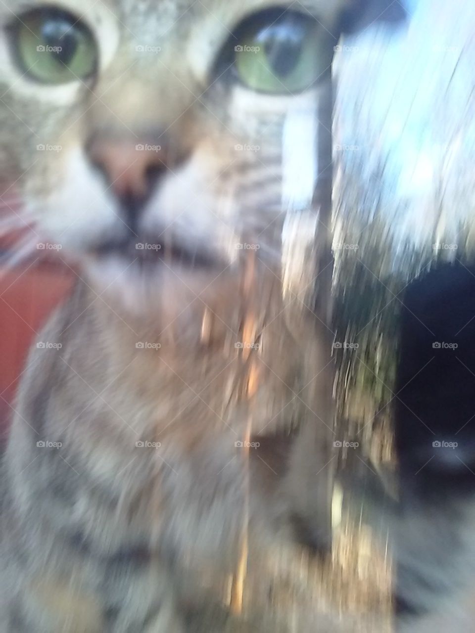 Carolina from inside looking out