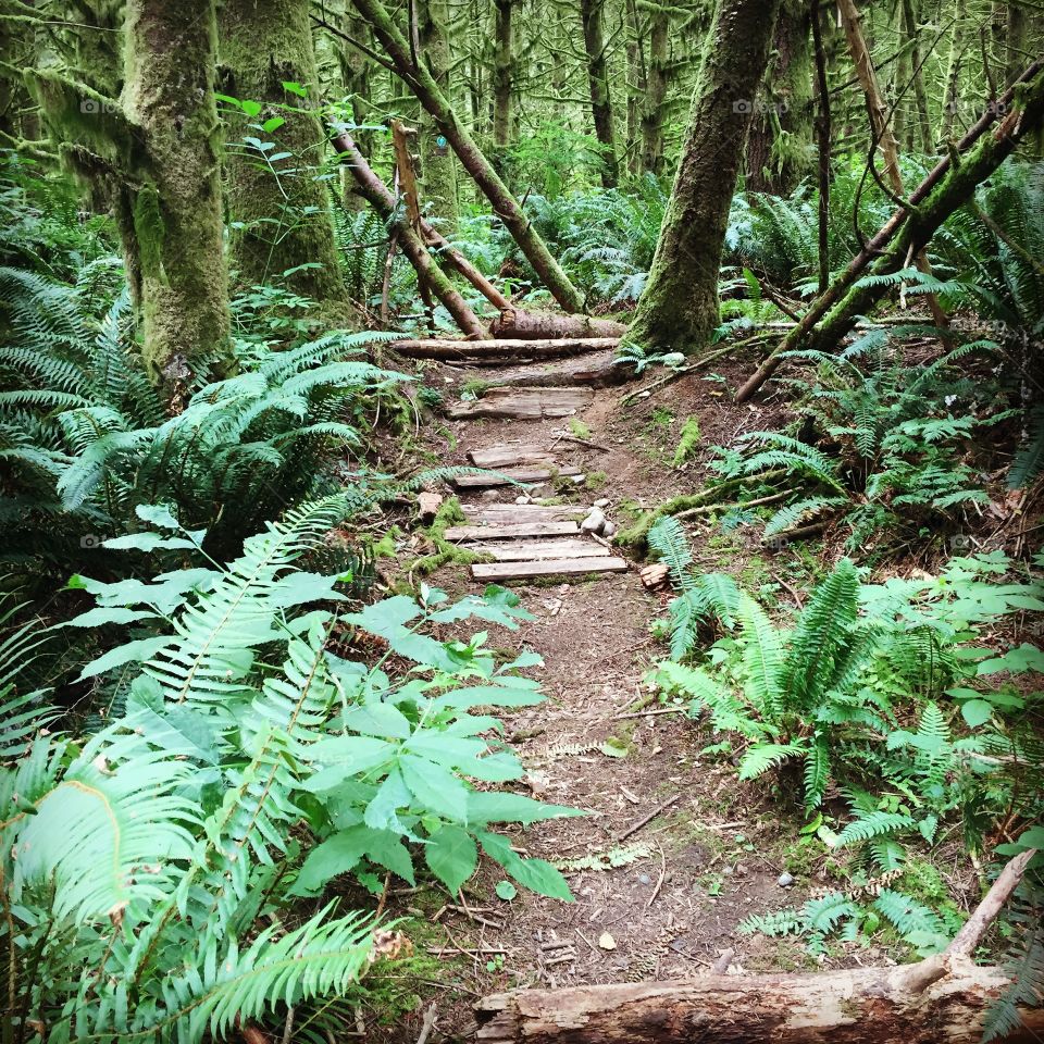 Exercise outdoors through fern filled trails 