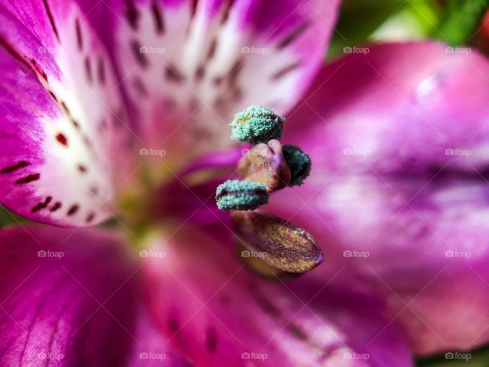 Macro close up of the stems and leafs of a pink and white flower