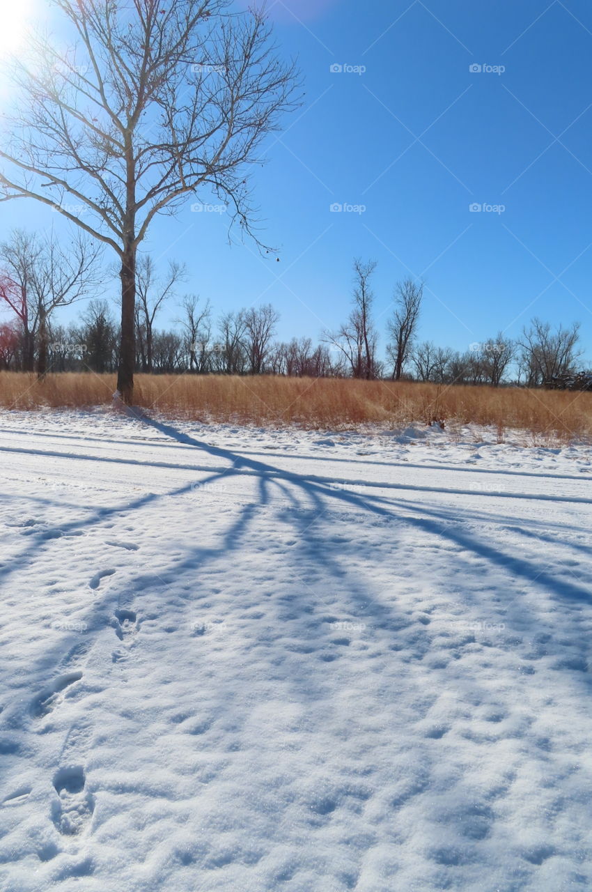 Bare tree casts shadow on newly fallen snow. Prairie grass slowly dances in the wind. "Sit Awhile."