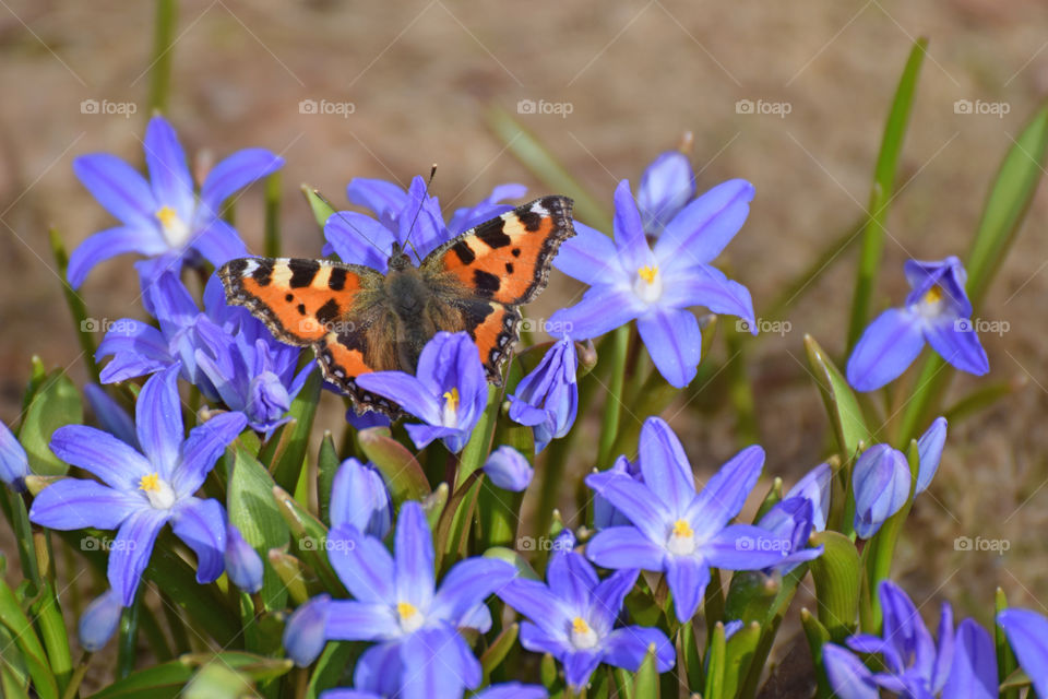 butterfly spring