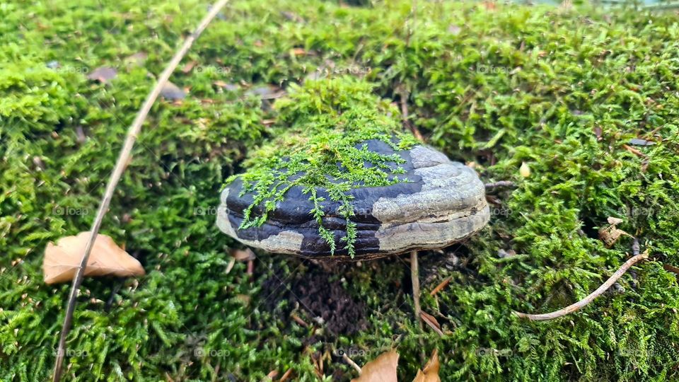 Pilze  mushrooms green grün