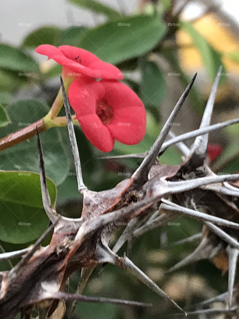 Beleza em meio a espinhos 