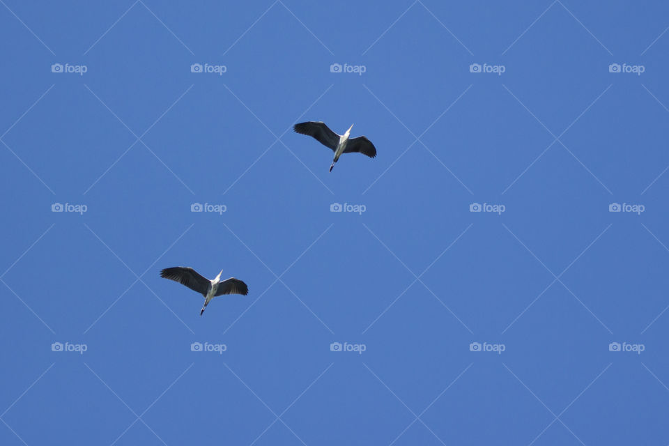 Heron flying high in the blue sky - häger 
