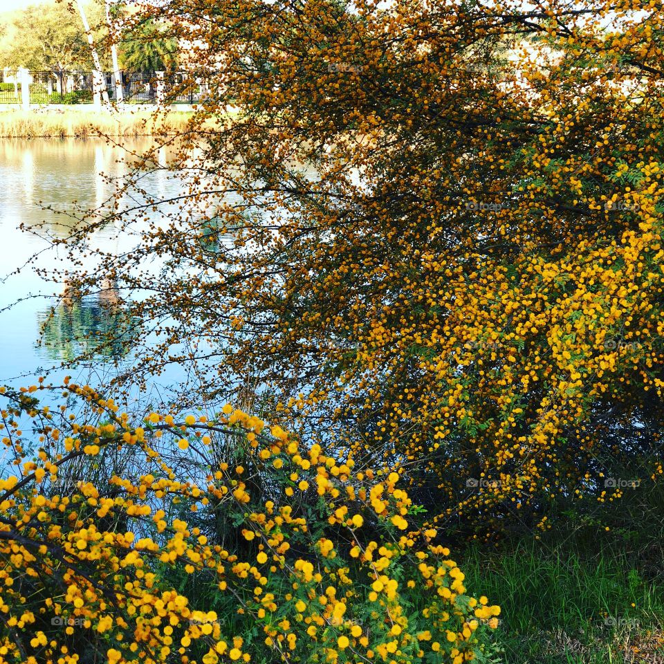 Lake View in Yellow