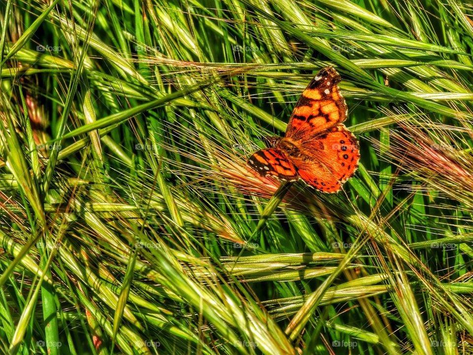 Monarch butterfly migrating