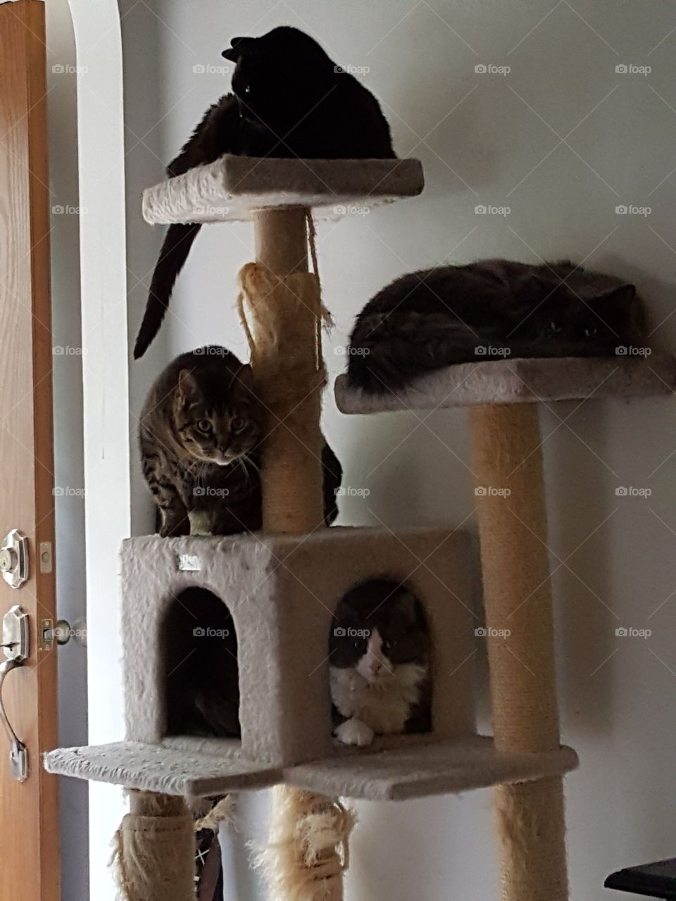 Cat tree full