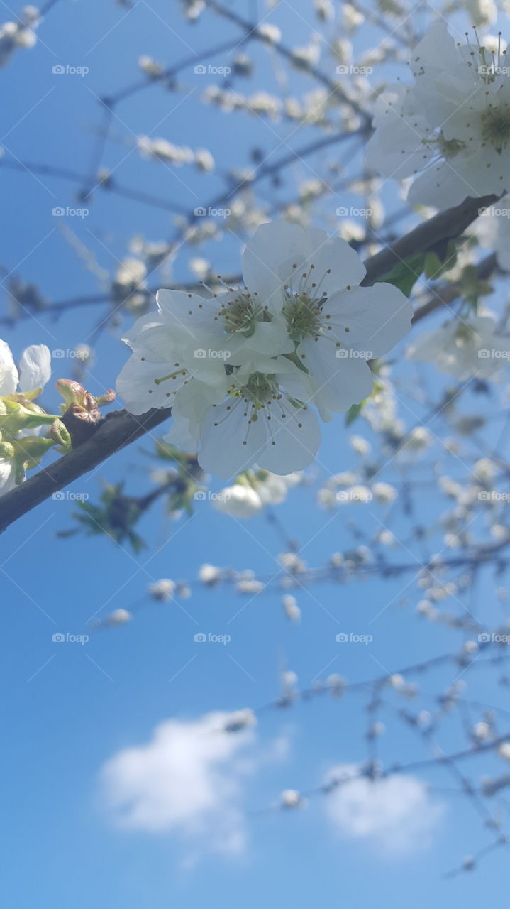 Flower, Branch, Tree, Cherry, Season