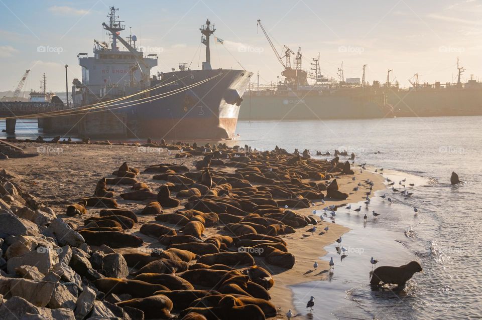 Sealions at port