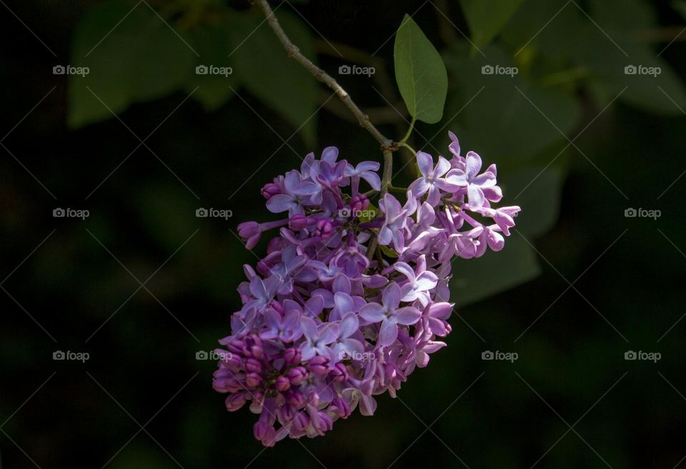 Lilac flower close up