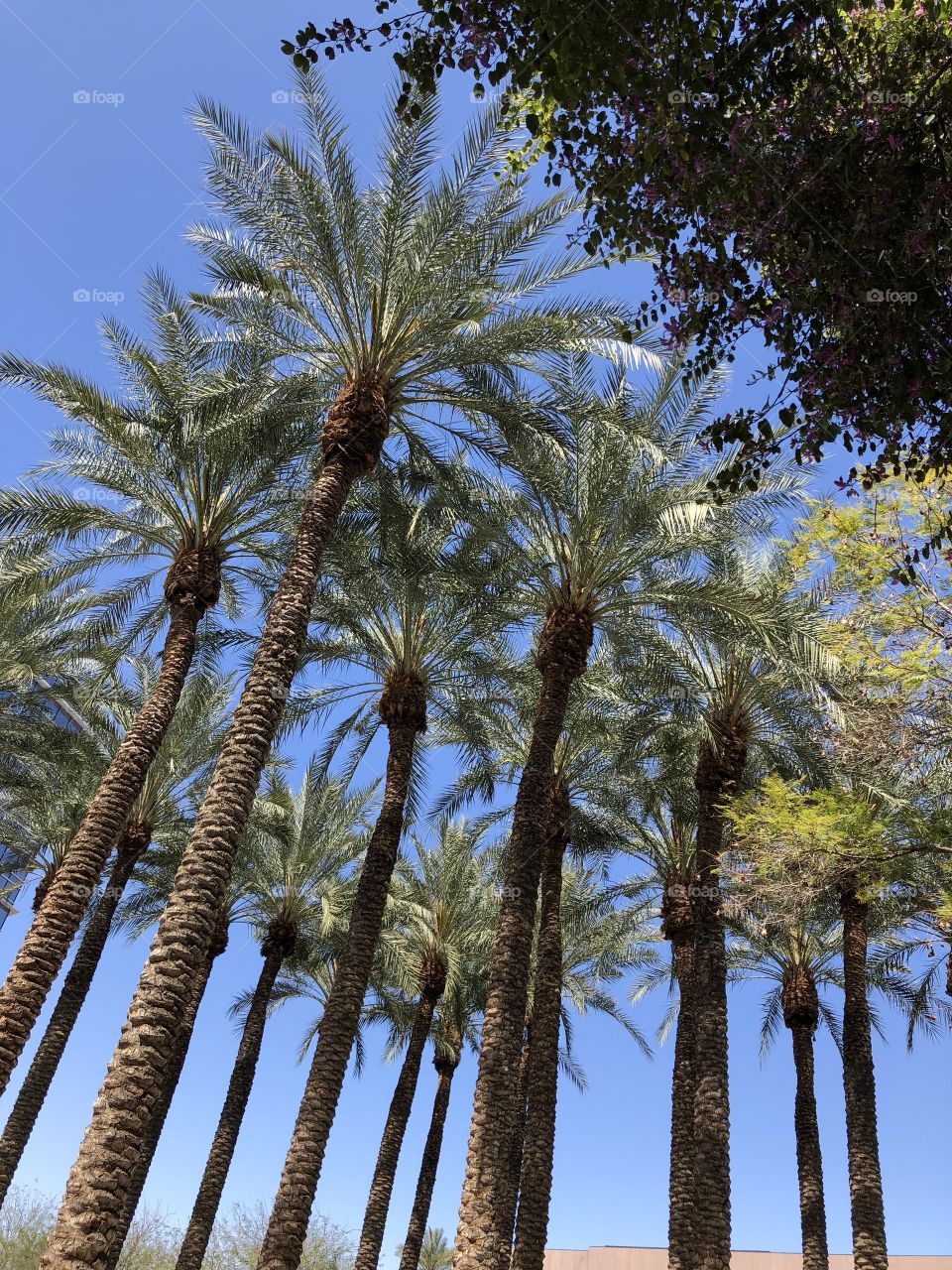 A random grouped Palm tree photo in Phoenix from my perspective. These trees line sparking stalls which u would never know from this amazing view. 