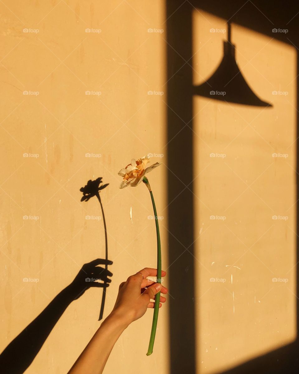 Female hand holding flower 