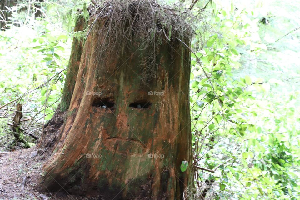 Tree with a face