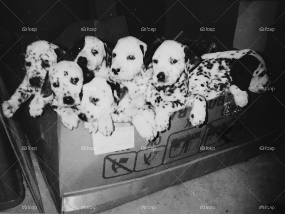Dalmatian puppies in black and white in box