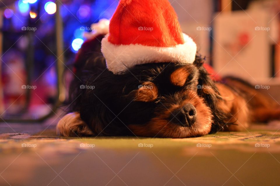 My gorgeous King Charles Spaniel absolutely exhausted after a very busy Christmas Day celebrations!