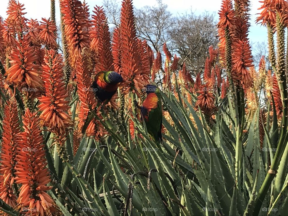 Beautiful creatures and colorful native parrots- it was so lovely by being surrounded by it.
