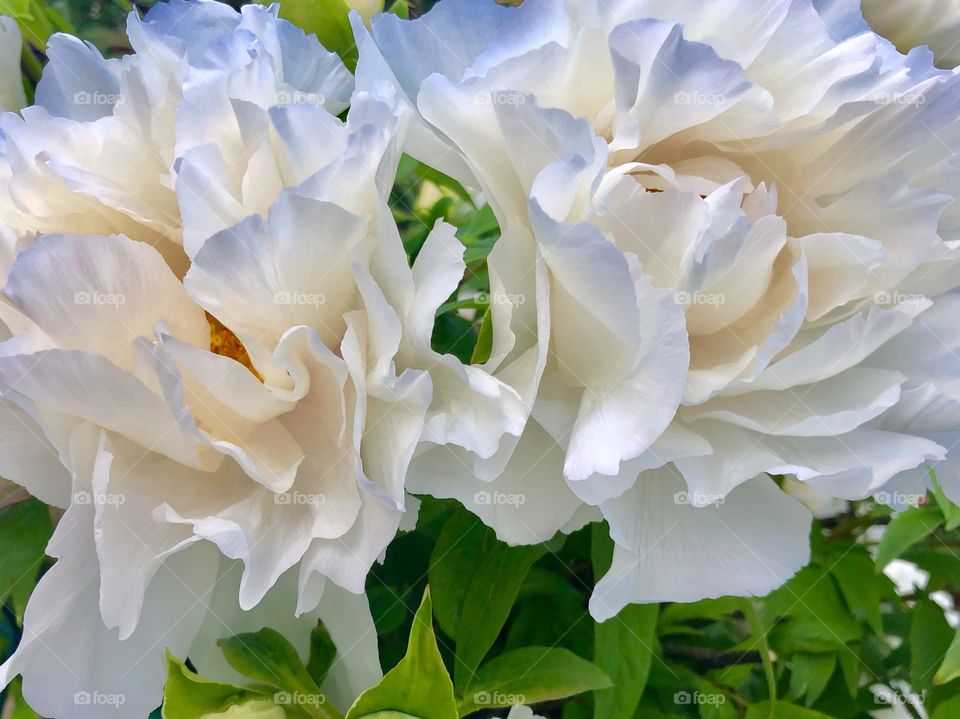 Luxury white flowers 