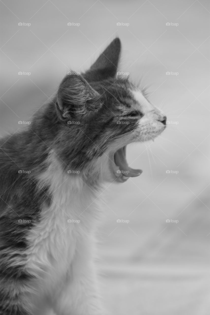A yawning kitten