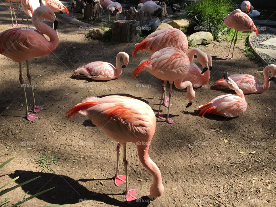 Flamingos add dash of color to nature