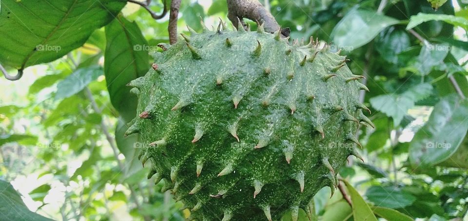 do you know whats this fruit can cure?