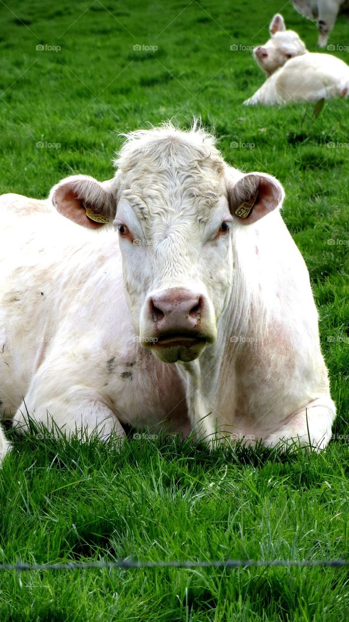 cow