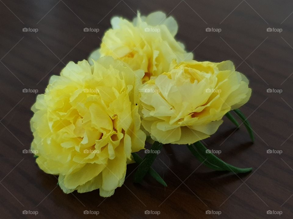 my beautiful Portulaca grandiflora