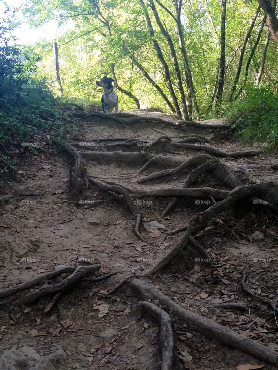 forest