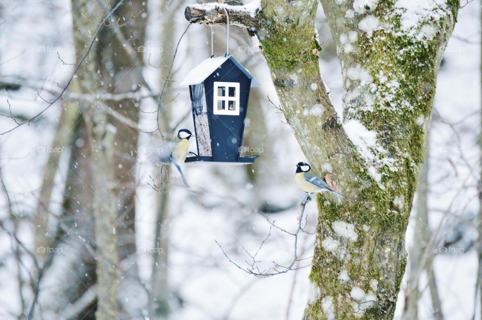 Birds at birdhouse in winter