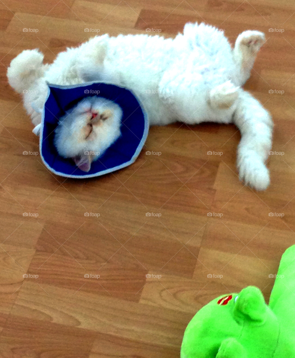 green white wood cat by habitatweston