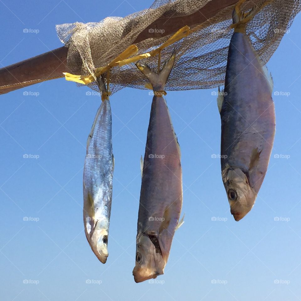 Drying fish