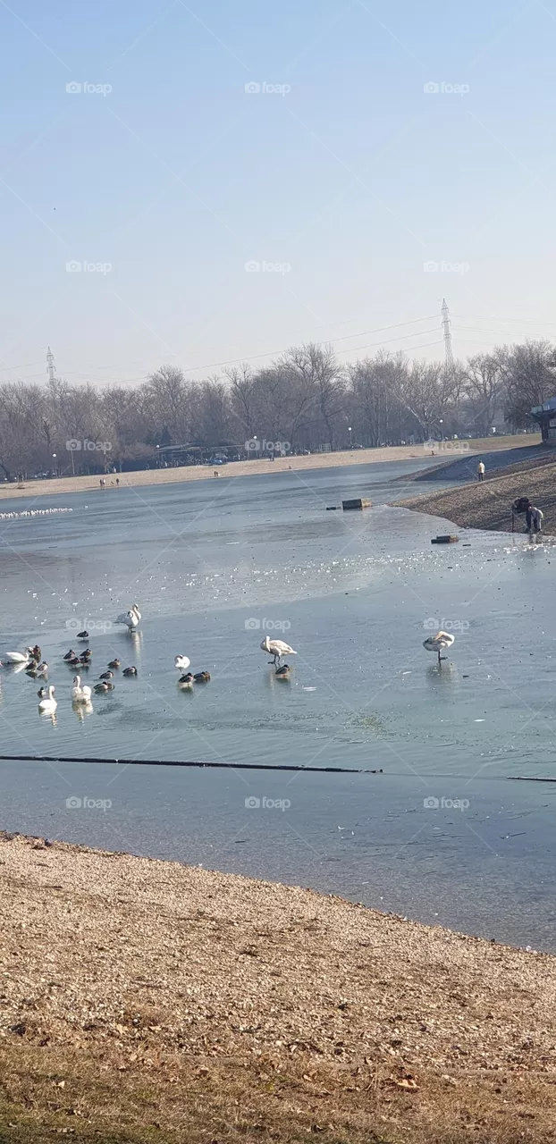 birds on frozen lake