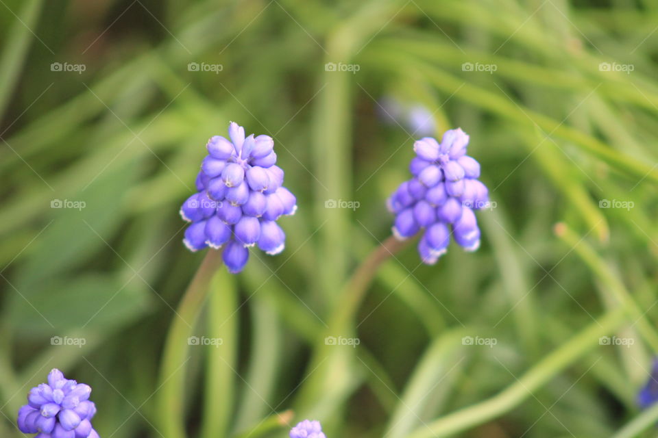 Macro violet