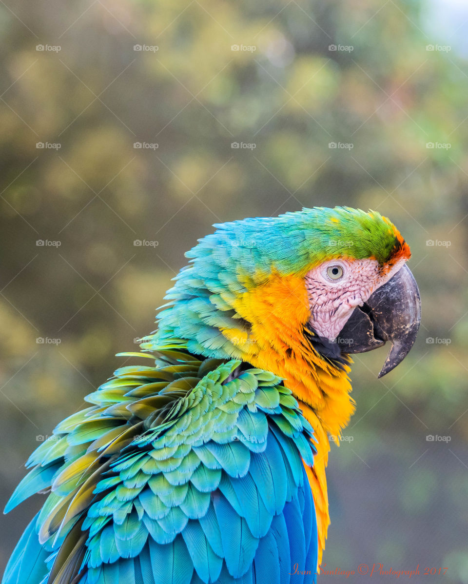 Parrot