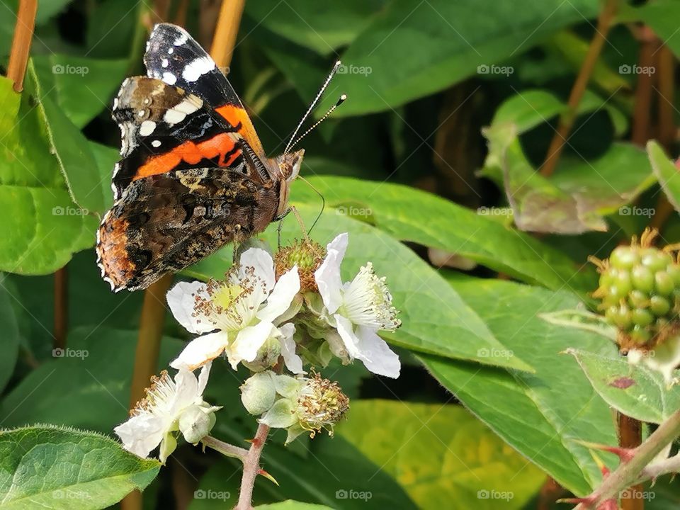 Zusammengeklappt er Admiral Falter